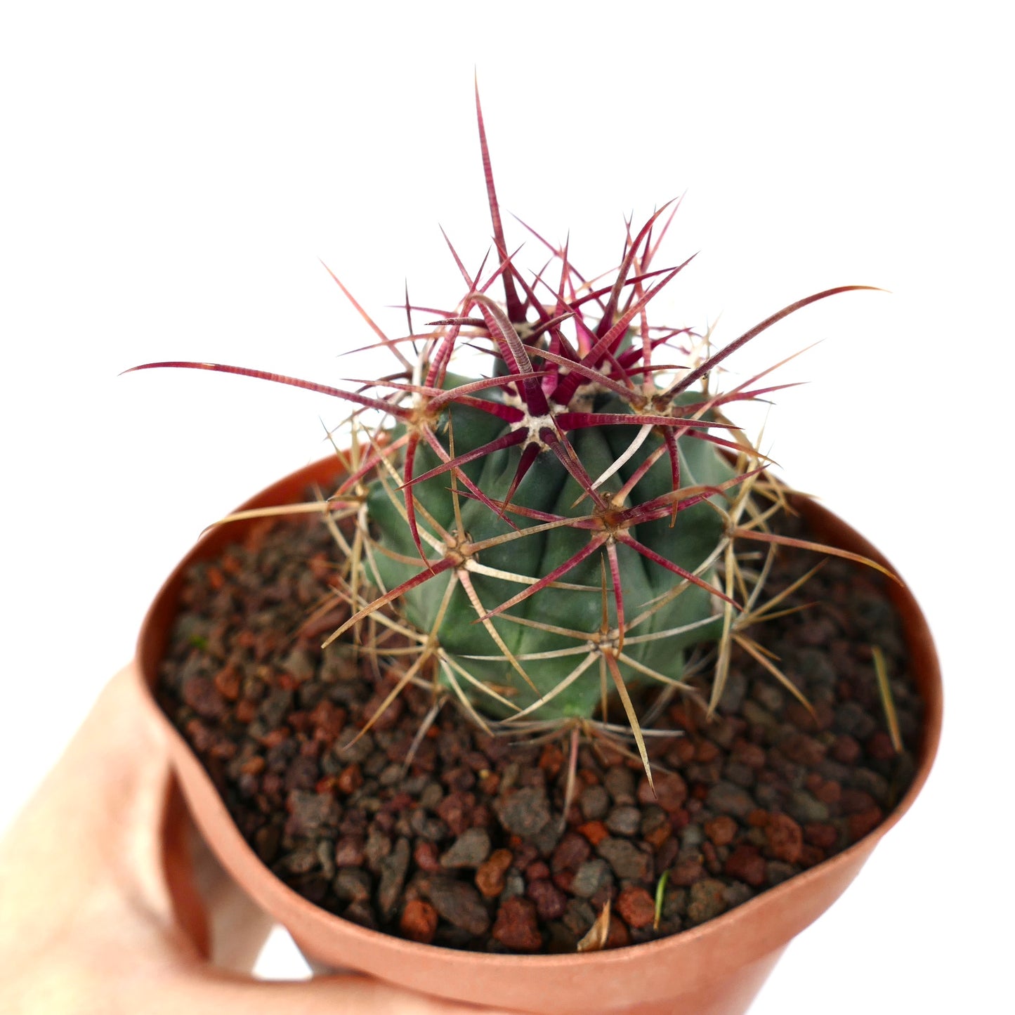 Ferocactus cylindraceus var. lecontei X rectispinus