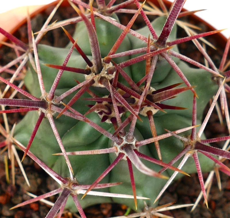 Ferocactus cylindraceus var. lecontei X rectispinus