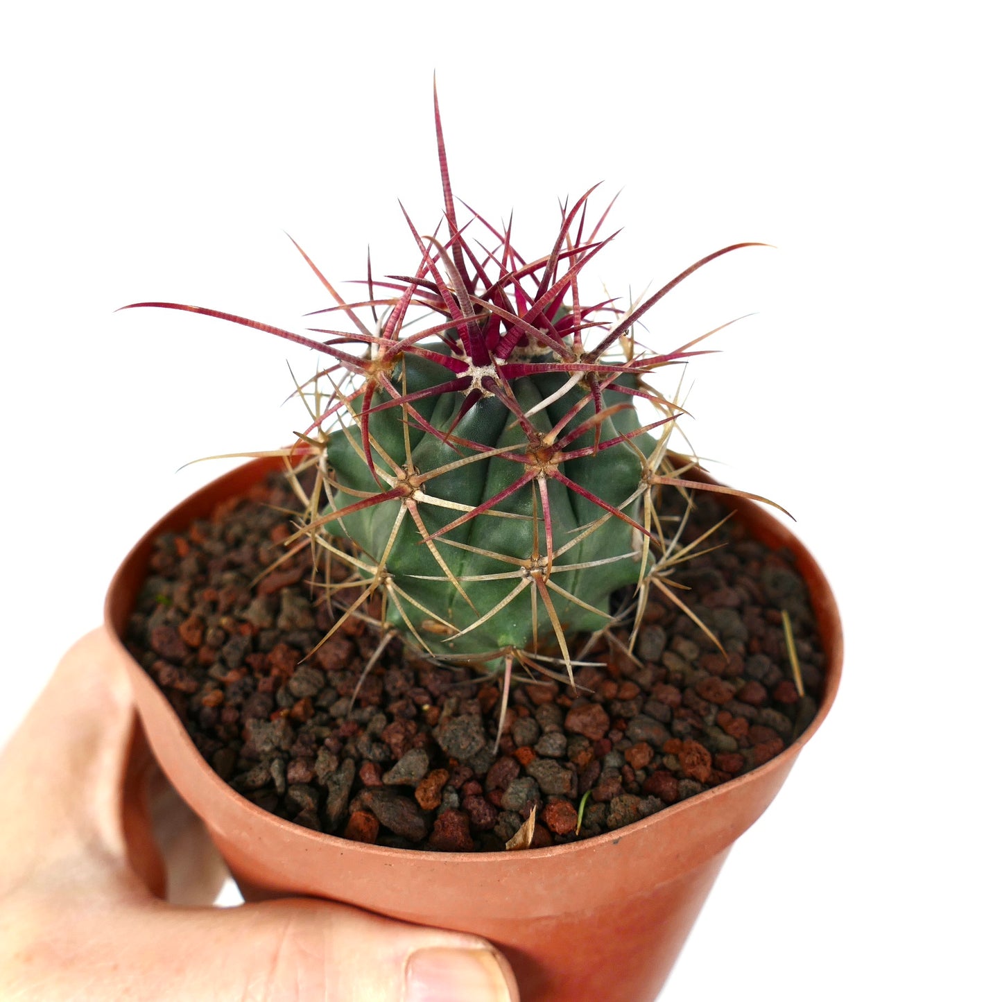 Ferocactus cylindraceus var. lecontei X rectispinus