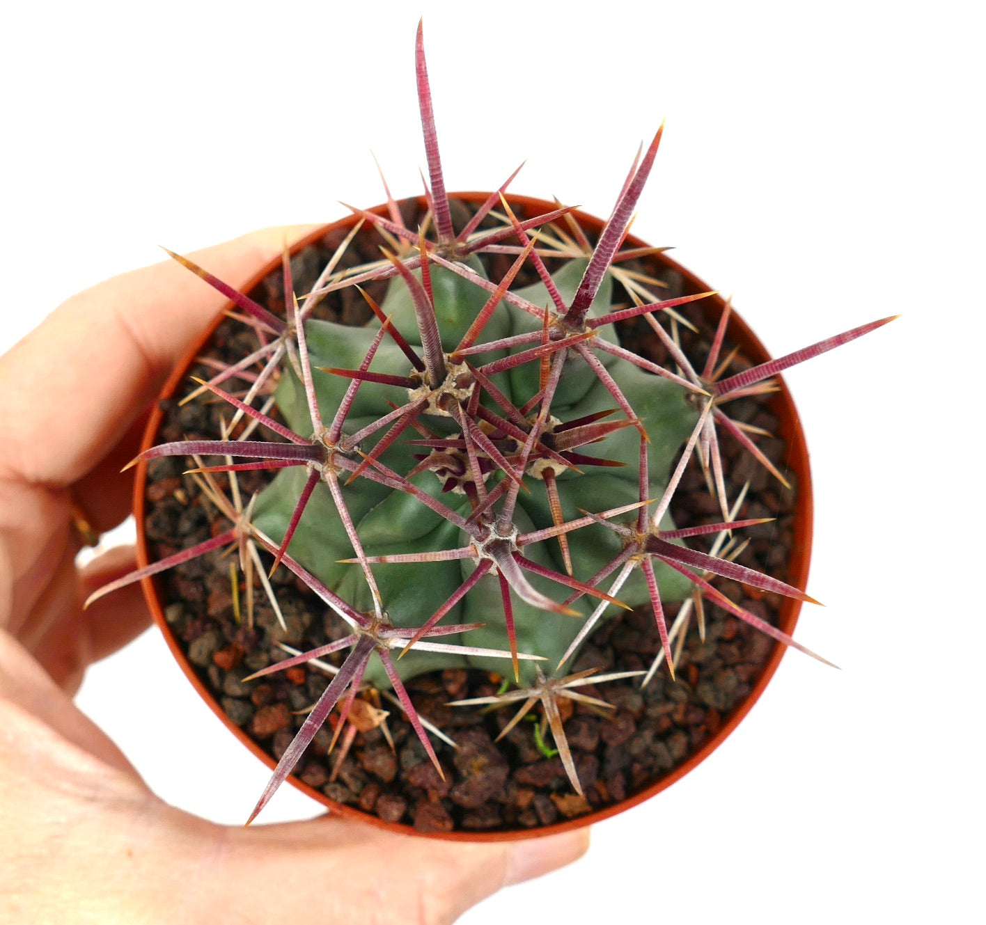 Ferocactus cylindraceus var. lecontei X rectispinus