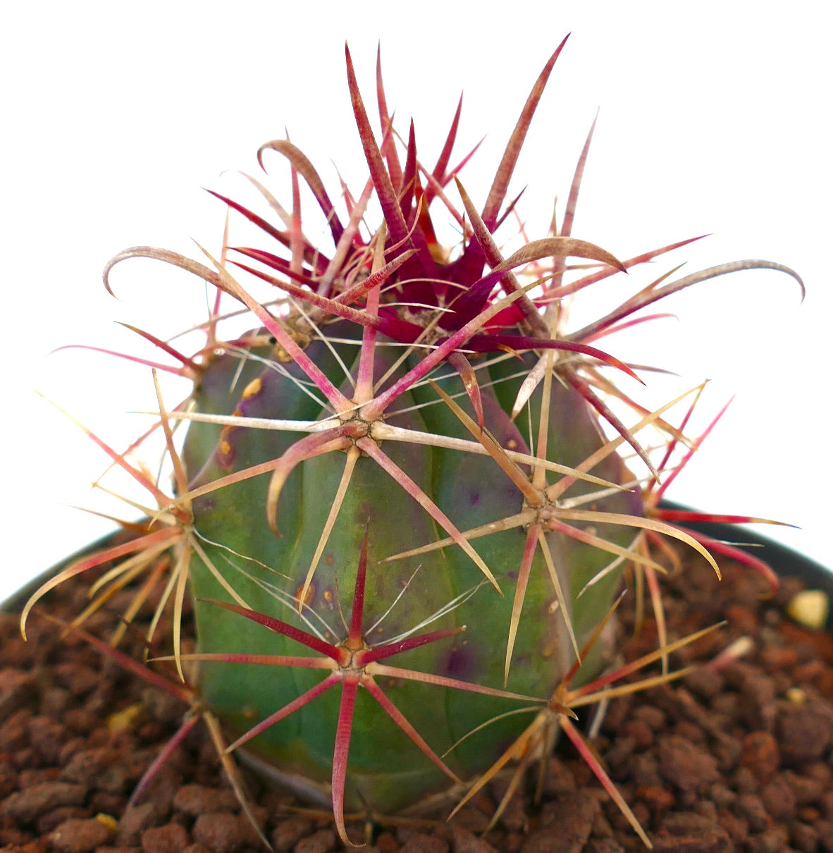 Ferocactus cylindraceus Sukkulente Kaktee mit markanten roten Dornen und grün geripptem Körper, die im Boden wächst