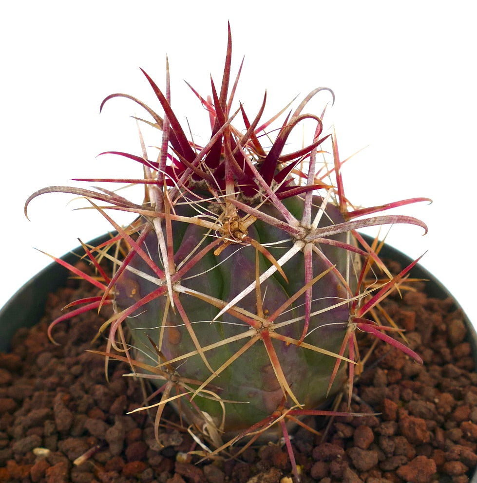 Ferocactus cylindraceus v lecontei seltener Kaktus mit dickem grünem Körper und markanten roten Stacheln