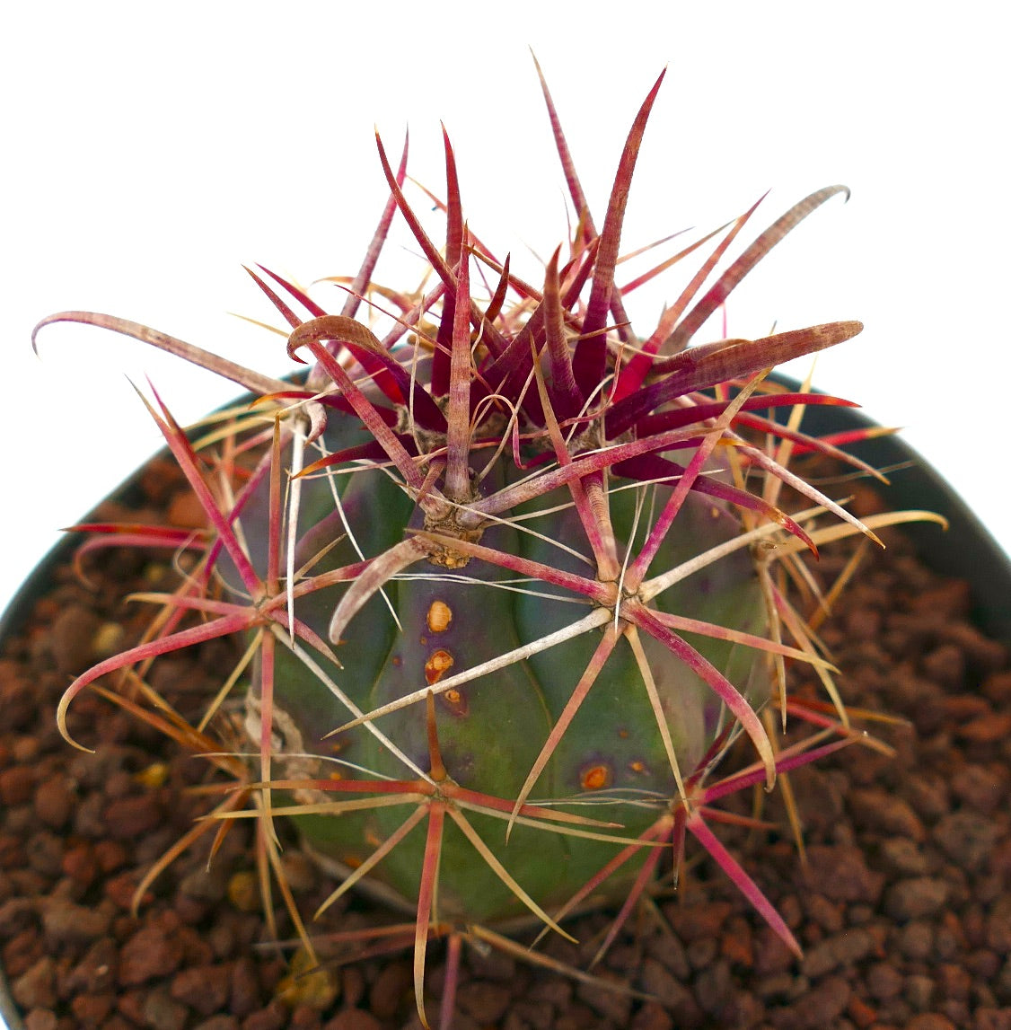 Ferocactus cylindraceus Sukkulente mit markanten roten Dornen und grün geripptem Körper