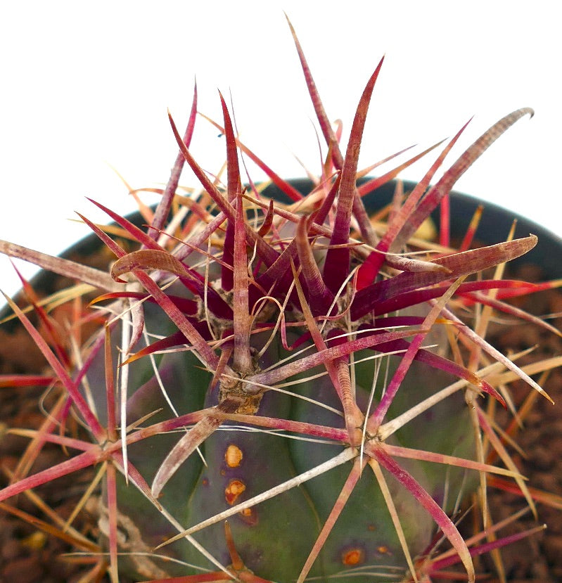 Ferocactus cylindraceus v lecontei Sukkulenter Kaktus mit langen roten Stacheln und grün geripptem Körper