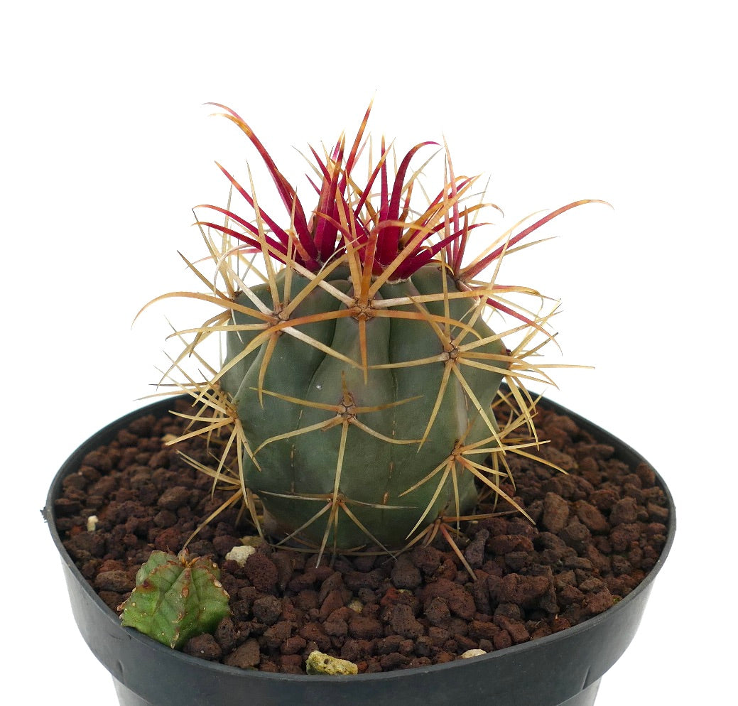 フェロカクタス・シリンドラケウス x レクティスピヌス 多肉植物サボテン 鮮やかな黄色と赤色のとげが際立つ鉢植え