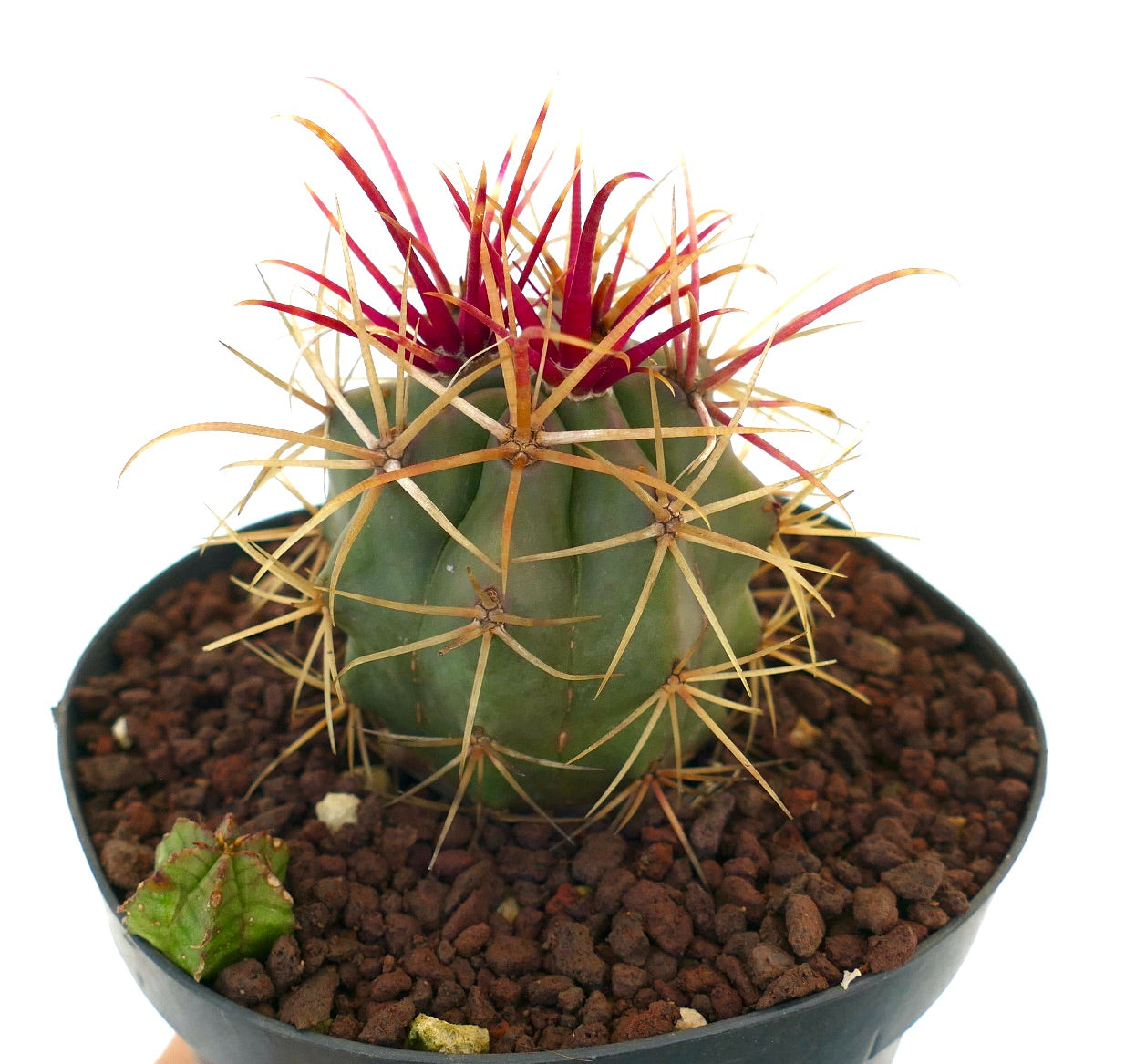 鮮やかな赤と黄色の刺を持つポット入りフェロカクタス・シリンドラセウス × レクティスピヌス 多肉サボテン