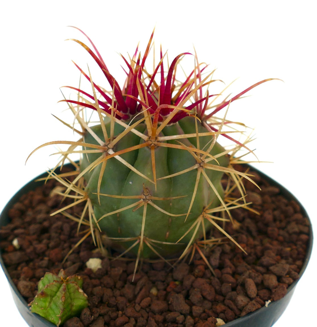 フェロカクタス・シリンドラケウス × レクティスピヌス 多肉サボテン 鮮やかな赤と黄色のトゲがある鉢植え