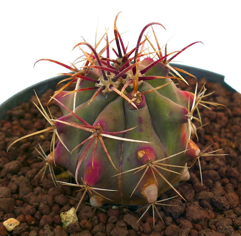 Ferocactus cylindraceus x wislizeni saftig kaktus med tykke torner og lilla-grønn kropp