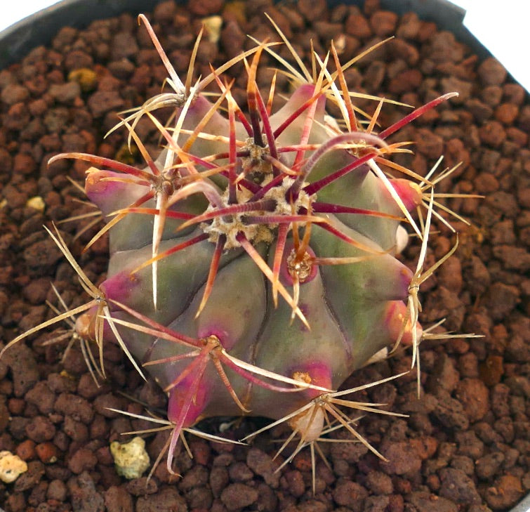 Ferocactus cylindraceus x wislizeni sukkulent kaktus med lilla nyanser og lange rødlige pigger