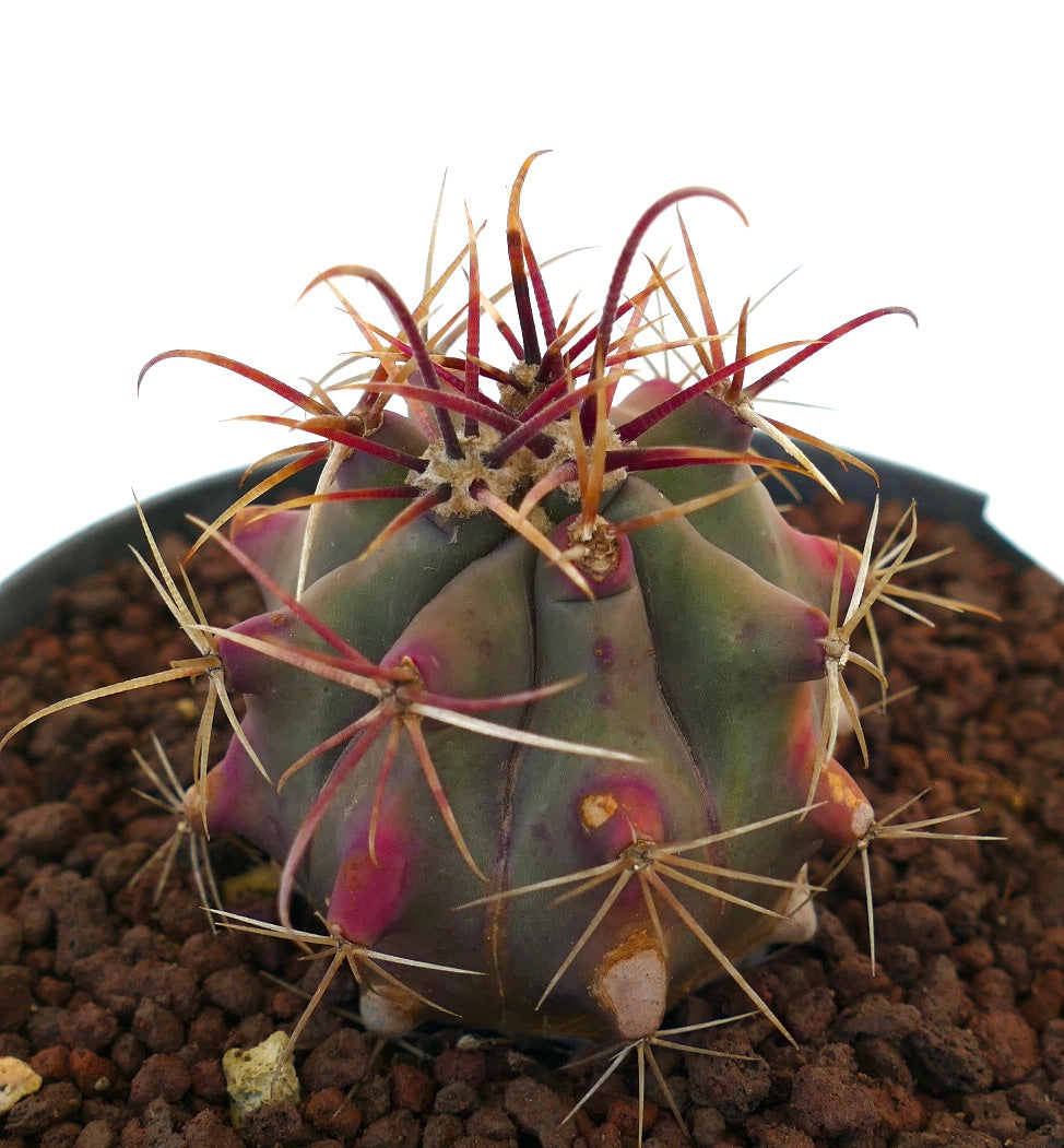 Ferocactus cylindraceus x wislizeni sukkulent kaktus med tykke pigger og lilla-grønn kropp