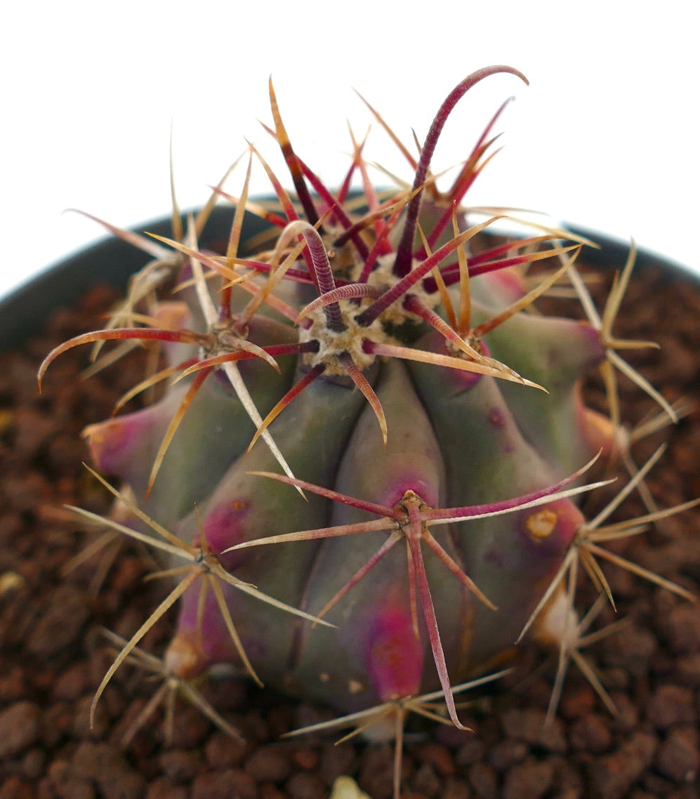 Ferocactus cylindraceus x wislizeni sukkulent kaktus med lilla nyanser og lange rødaktige pigger
