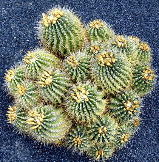 Ferocactus echidne cluster with green ribbed bodies and dense yellow spines on dark gravel