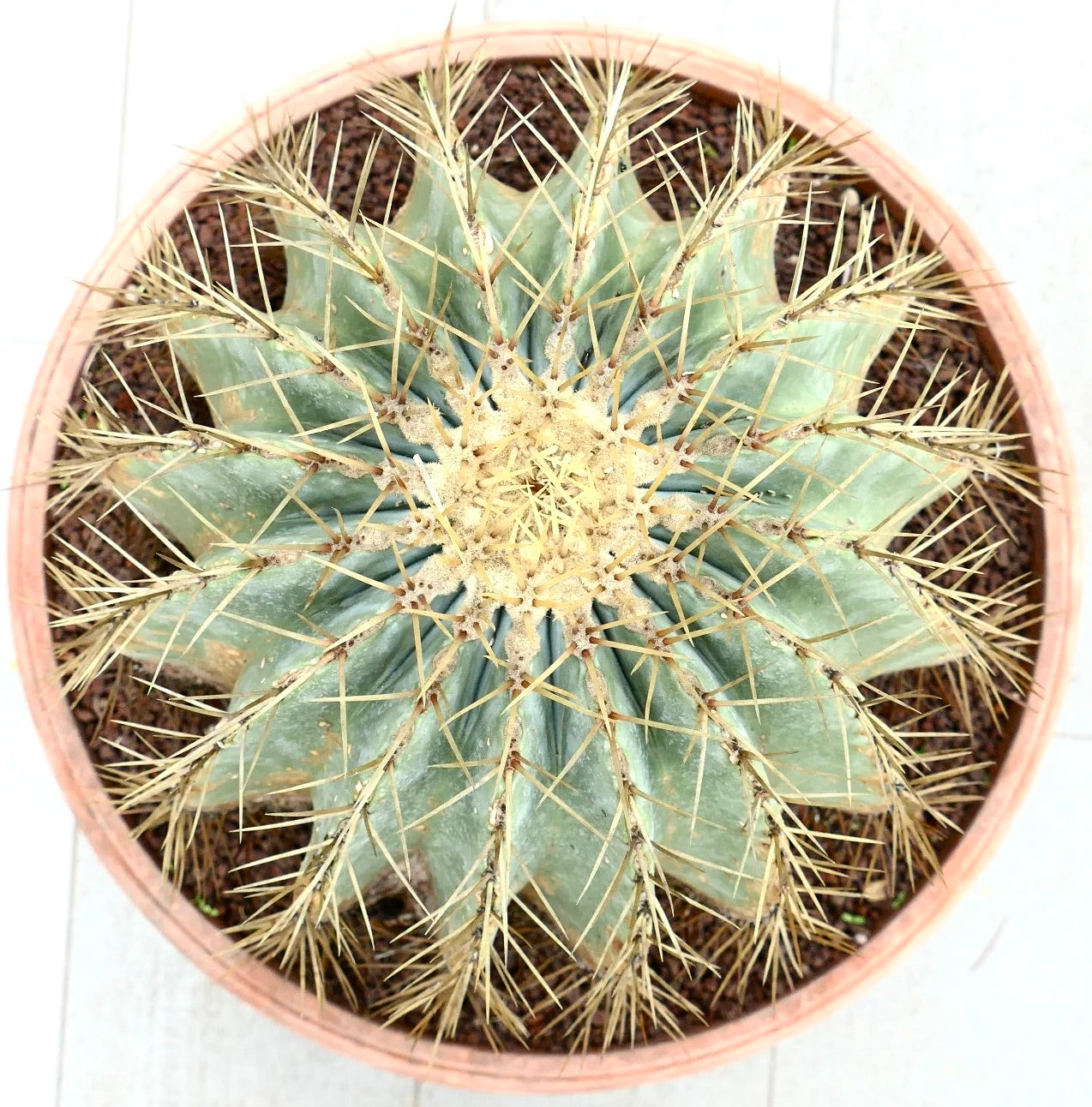 Ferocactus electracanthus succulent cactus with radial yellow spines and ribbed green body in pot