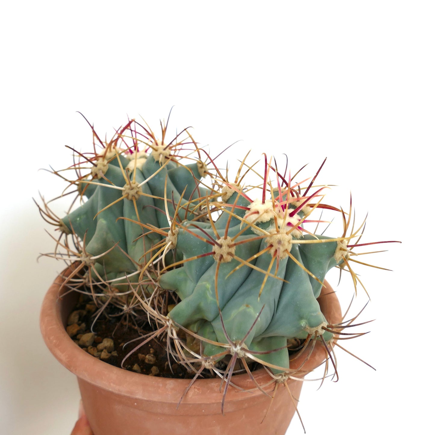 Ferocactus emoryi 2 HEADS