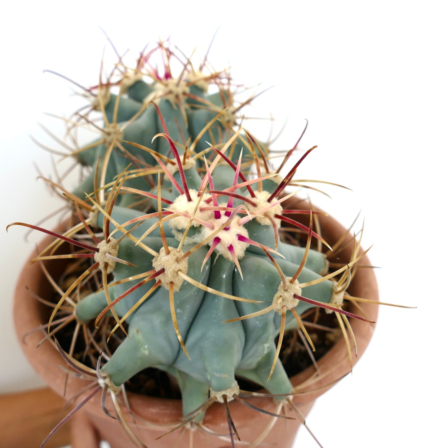 Ferocactus emoryi 2 HEADS