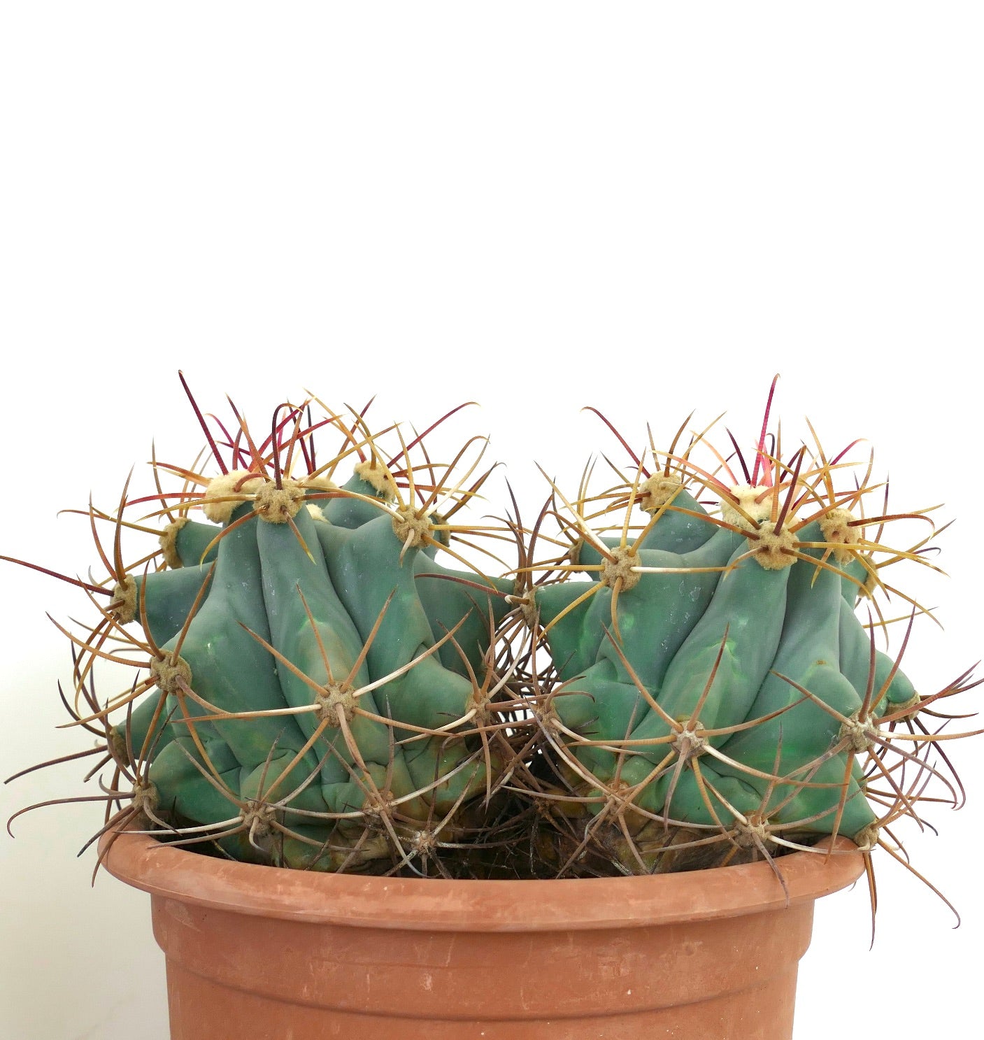 Ferocactus emoryi 2 HEADS