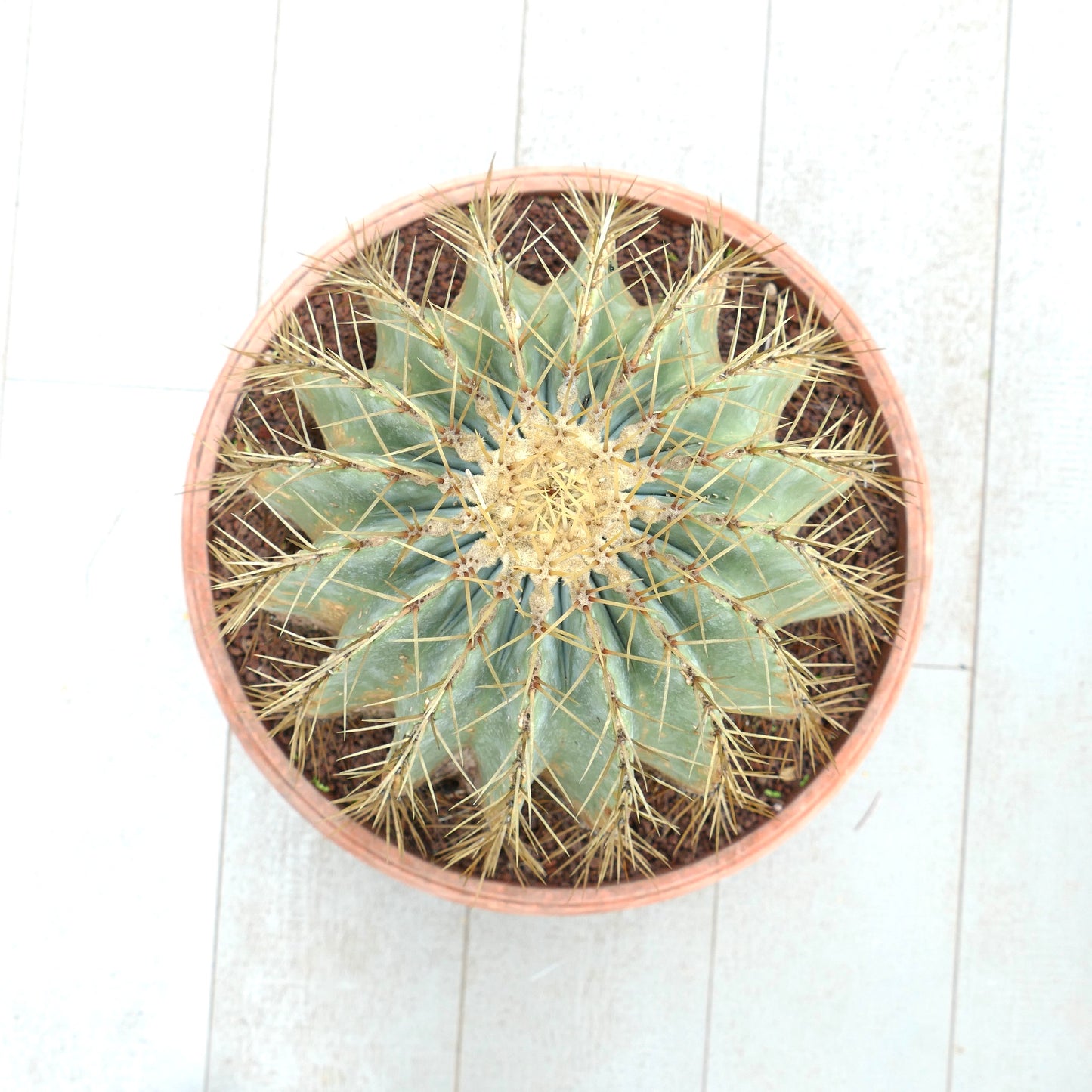 Ferocactus glaucescens succulent cactus with blue-green ribs and long yellow spines in pot