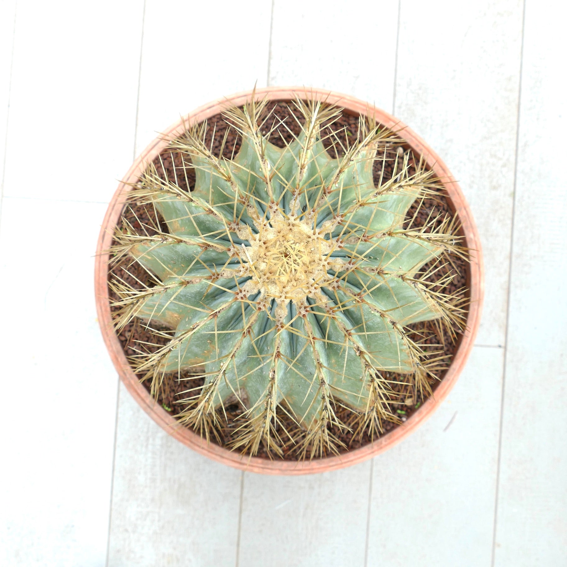 Ferocactus glaucescens succulent cactus with blue-green ribs and long yellow spines in pot