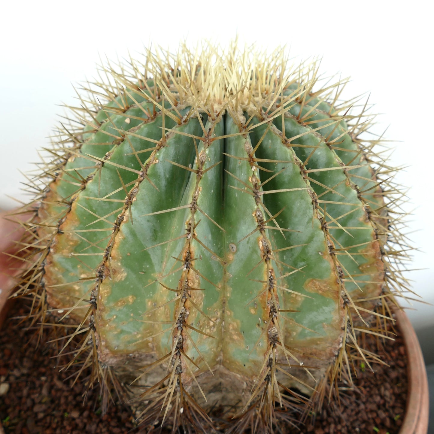 Ferocactus glaucescens succulent cactus with pronounced ribs and long yellow spines in pot