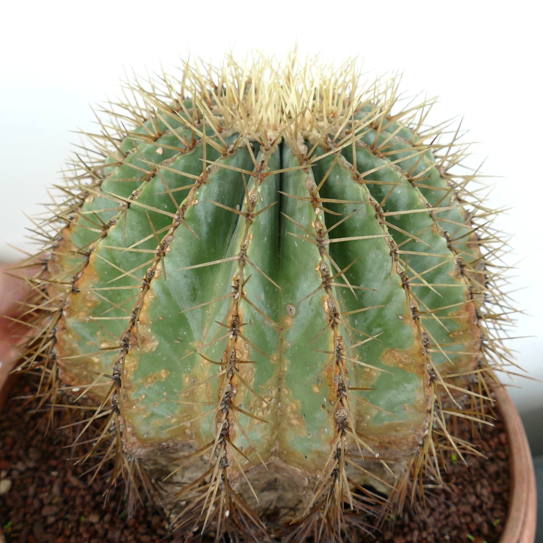 Ferocactus glaucescens succulent cactus with pronounced ribs and long yellow spines in pot