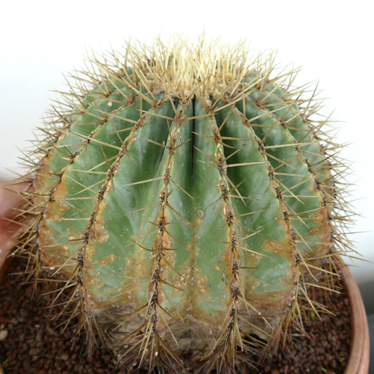 Ferocactus glaucescens succulent cactus with pronounced ribs and long yellow spines in pot
