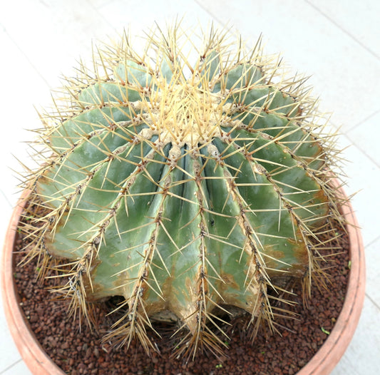 Ferocactus glaucescens large succulent cactus with prominent yellow spines and ribbed green body