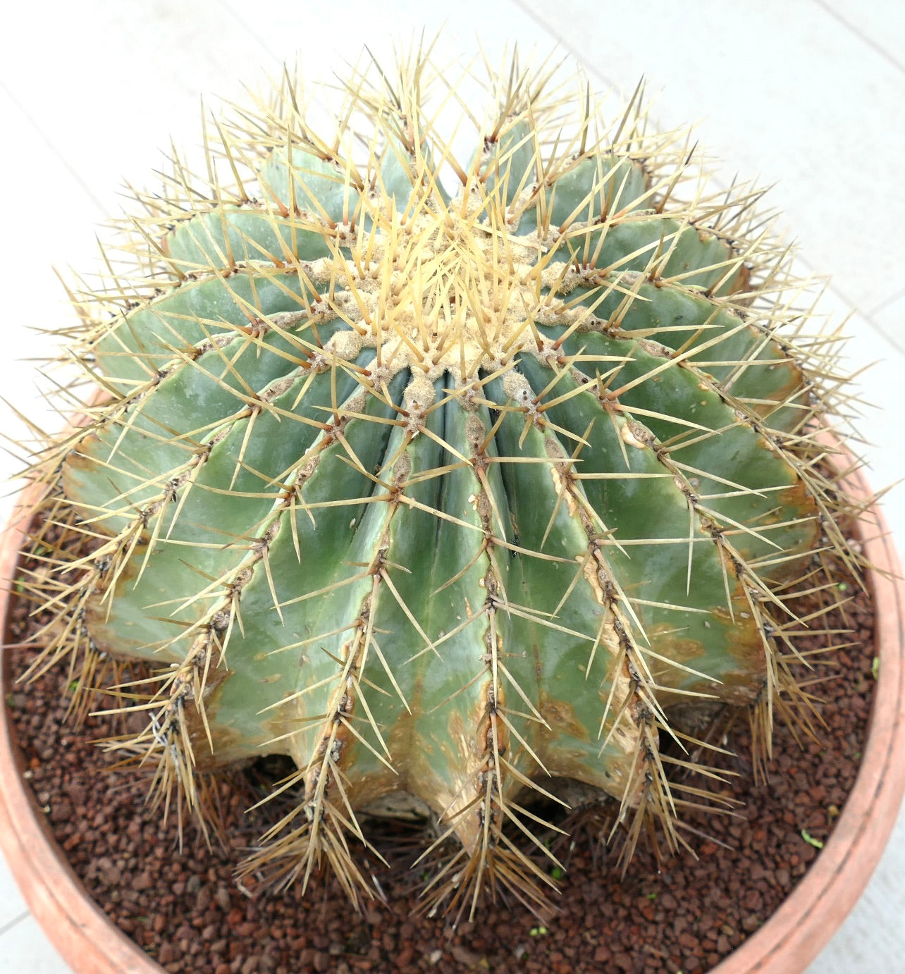 Ferocactus glaucescens large succulent cactus with thick green ribs and prominent yellow spines