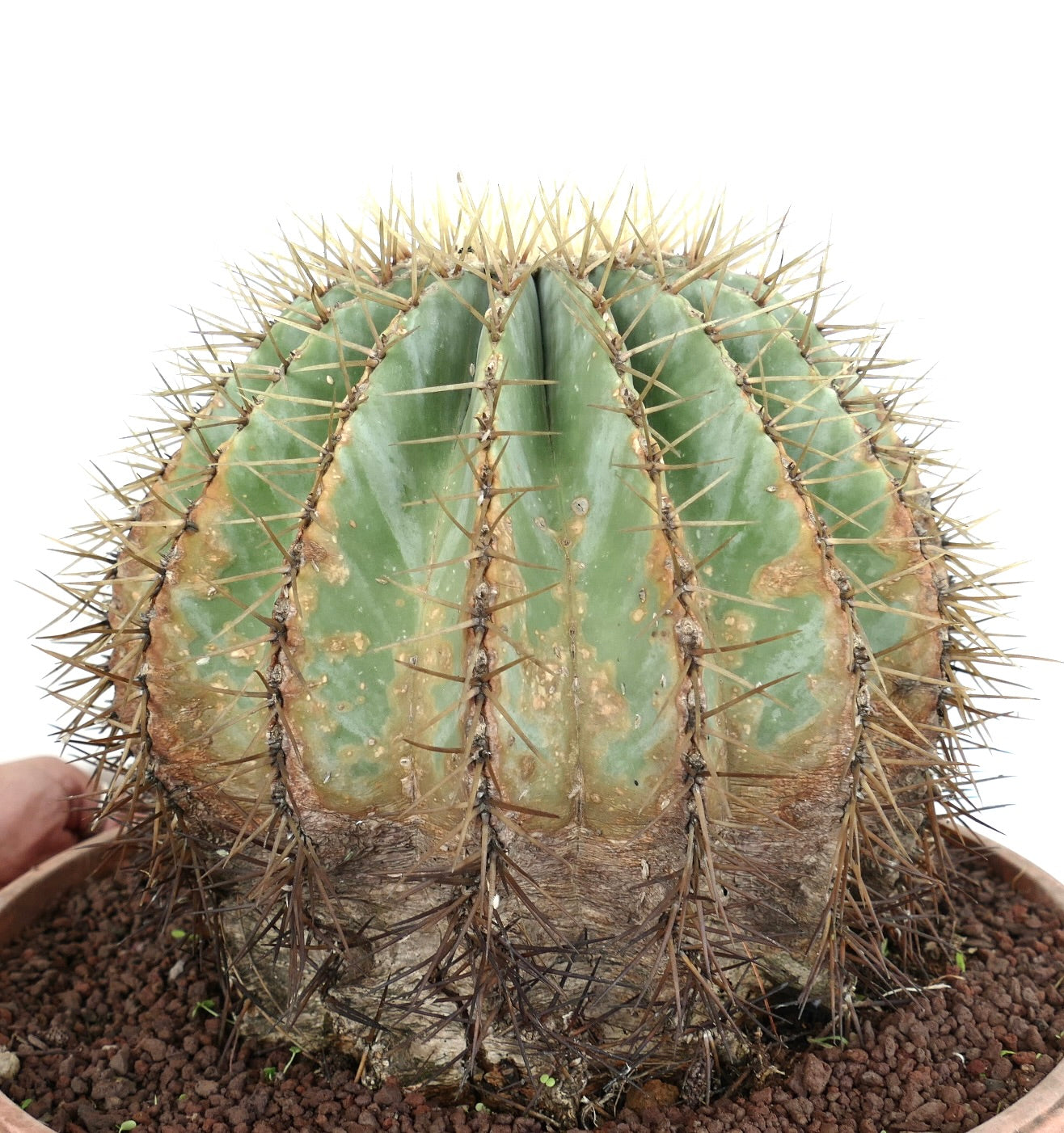Ferocactus glaucescens succulent cactus with large yellowish spines and ribbed green body in pot