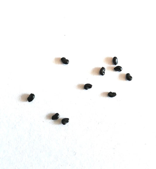 Ferocactus glaucescens seeds small black cactus seeds for succulent propagation