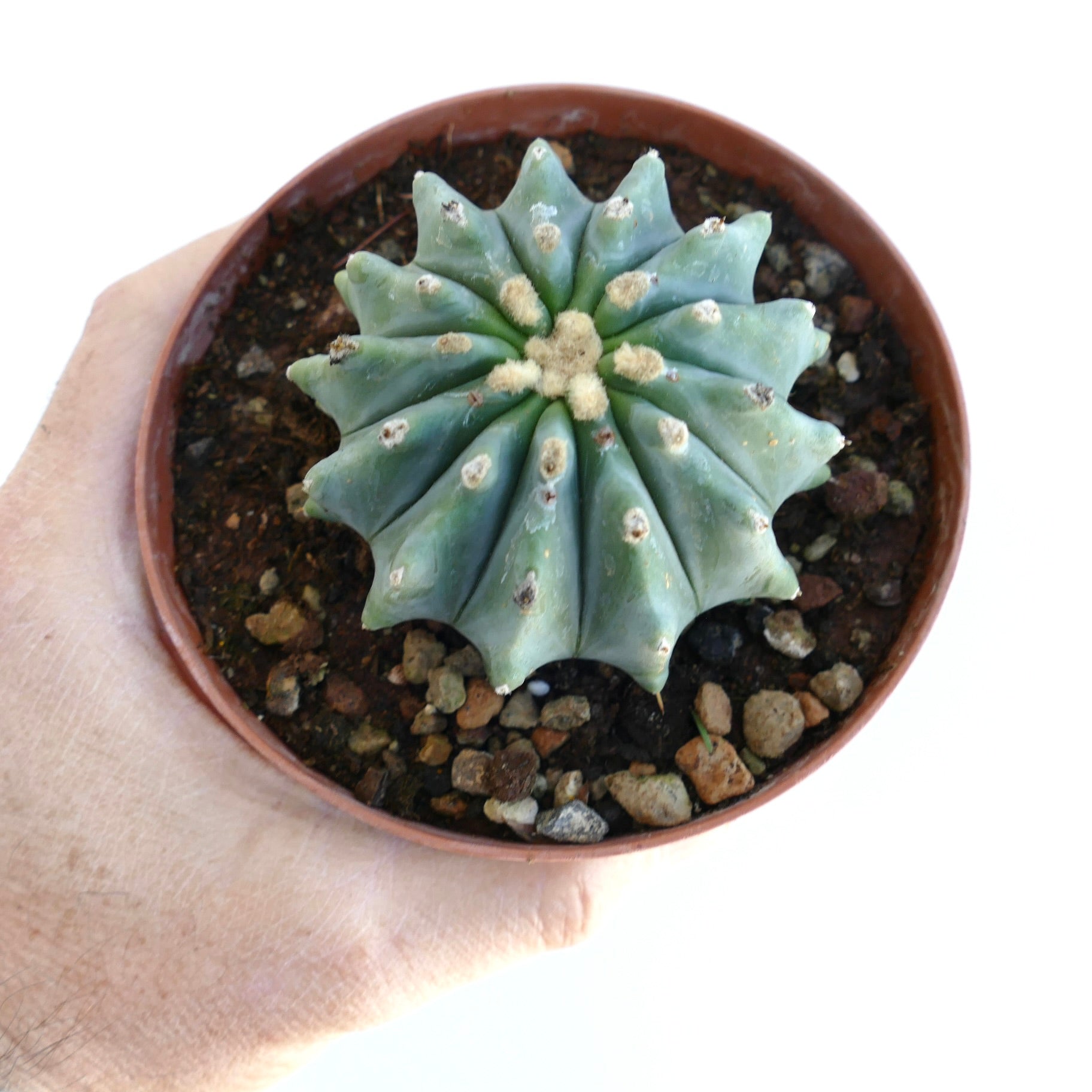 Ferocactus glaucescens succulent cactus with blue-green ribs and woolly areoles in small pot