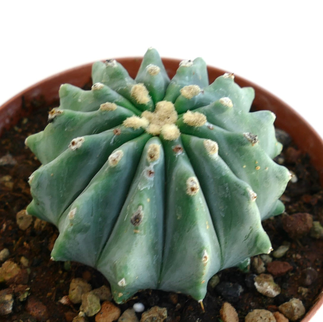Ferocactus glaucescens succulent cactus with blue-green ribs and woolly areoles in pot