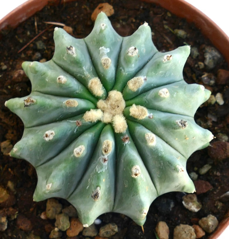 Ferocactus glaucescens succulent cactus with ribbed blue-green body and woolly areoles