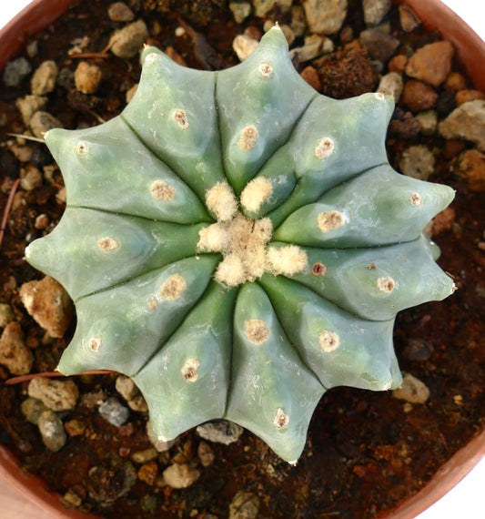 Ferocactus glaucescens succulent cactus with blue-green ribs and woolly areoles in pot