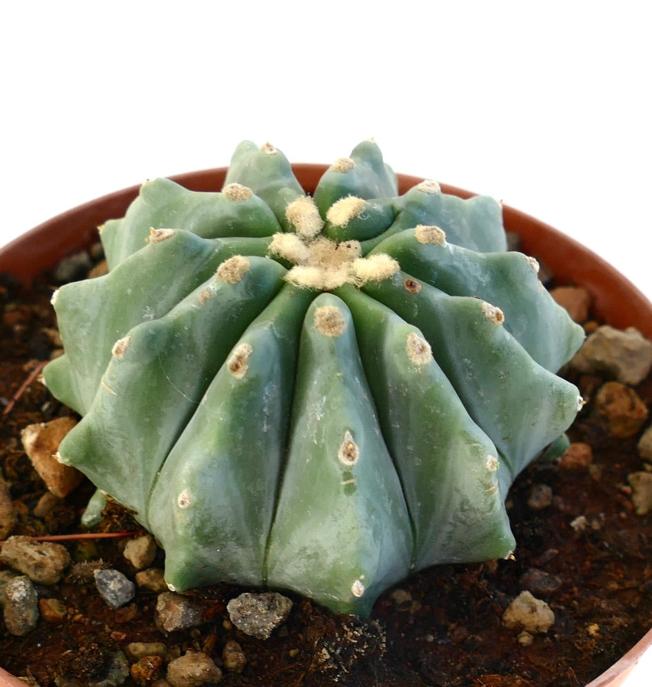 Ferocactus glaucescens succulent cactus with rounded ribs and woolly areoles in pot