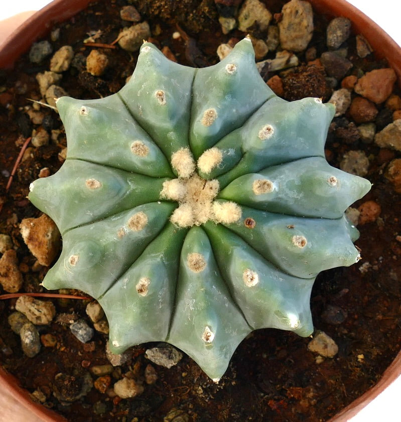 Ferocactus glaucescens succulent cactus with blue-green ribs and woolly areoles in pot
