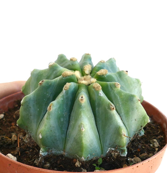 Ferocactus glaucescens rare succulent cactus with blue-green ribs and woolly areoles