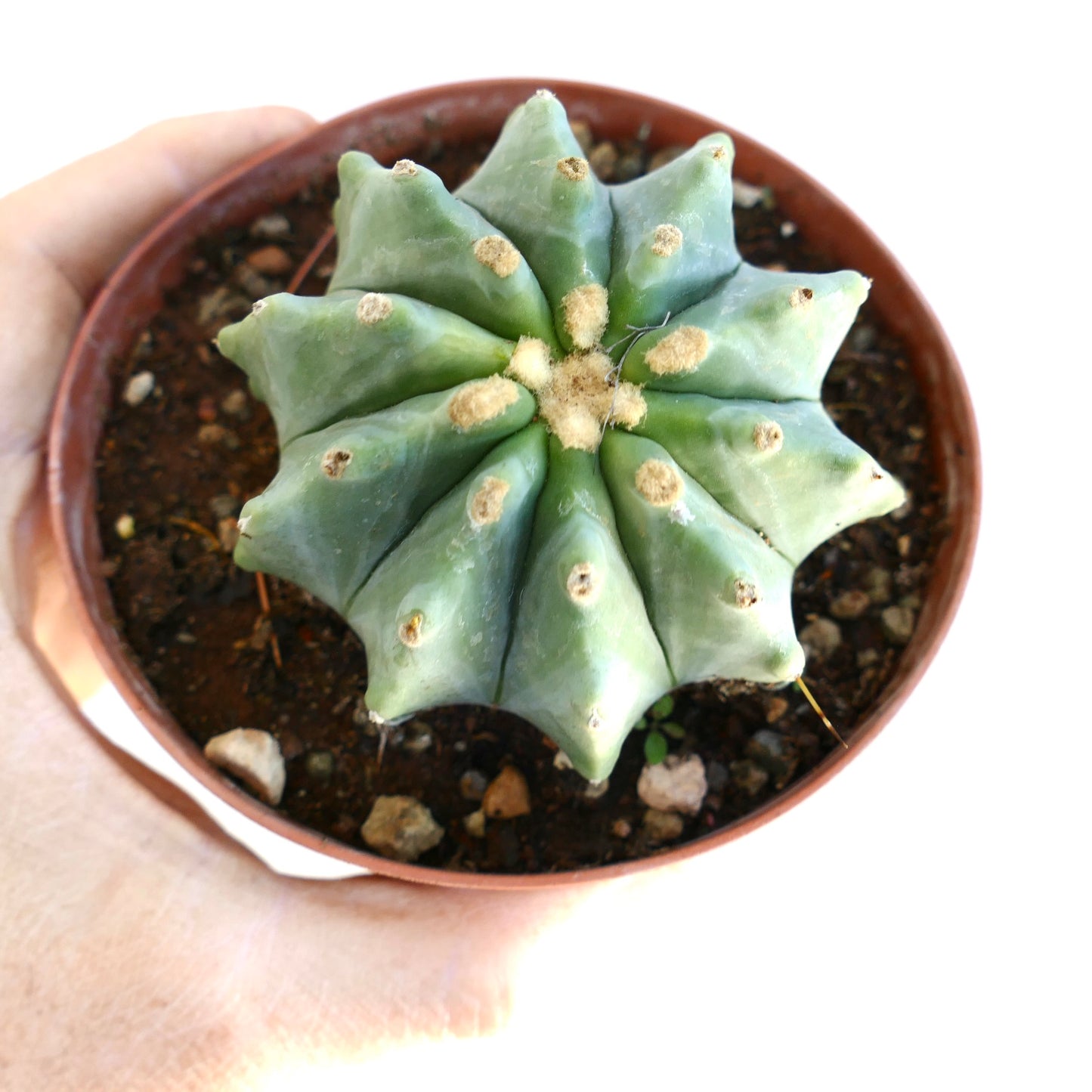 Ferocactus glaucescens succulent cactus with rounded ribs and woolly areoles in small pot