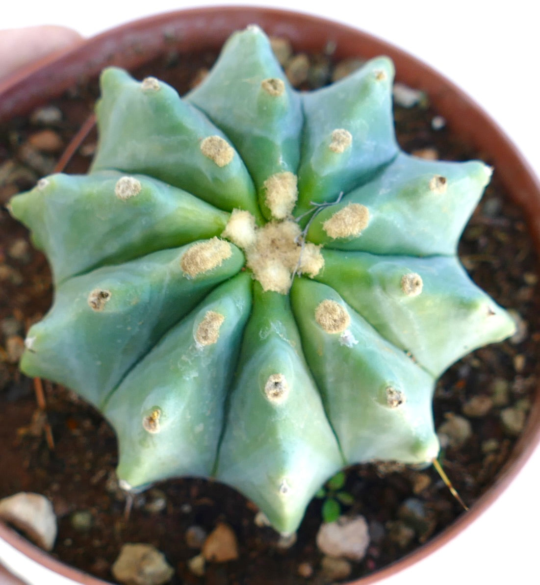 Ferocactus glaucescens succulent cactus with blue-green ribs and woolly areoles in pot