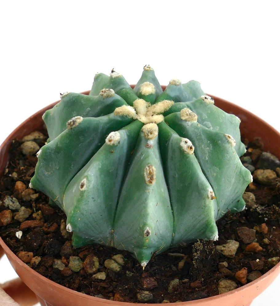 Ferocactus glaucescens cv URASAKI DA6 succulent cactus with rounded ribs and woolly areoles in terracotta pot