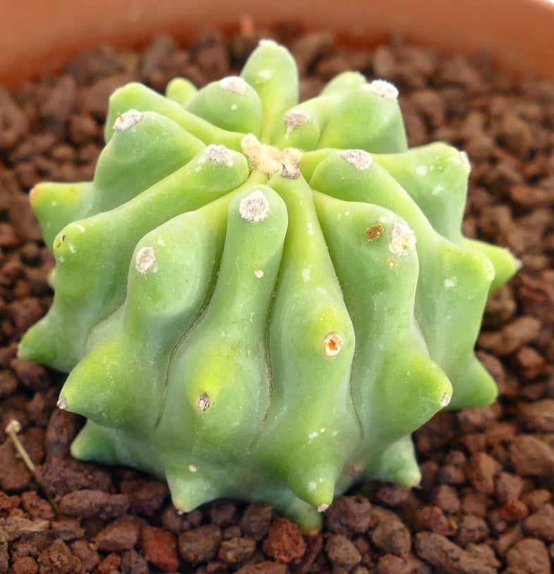 Ferocactus glaucescens seltener Sukkulenten-Kaktus mit abgerundeten Rippen und kleinen Areolen