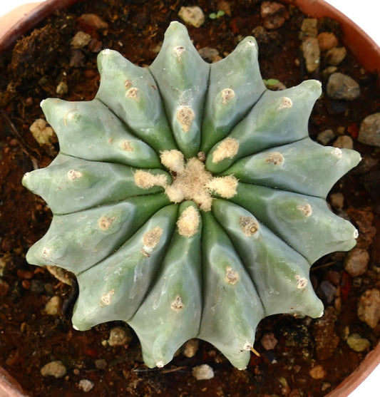 Ferocactus glaucescens cv URASAKI KY99 rare succulent cactus with ribbed blue-green body and woolly areoles