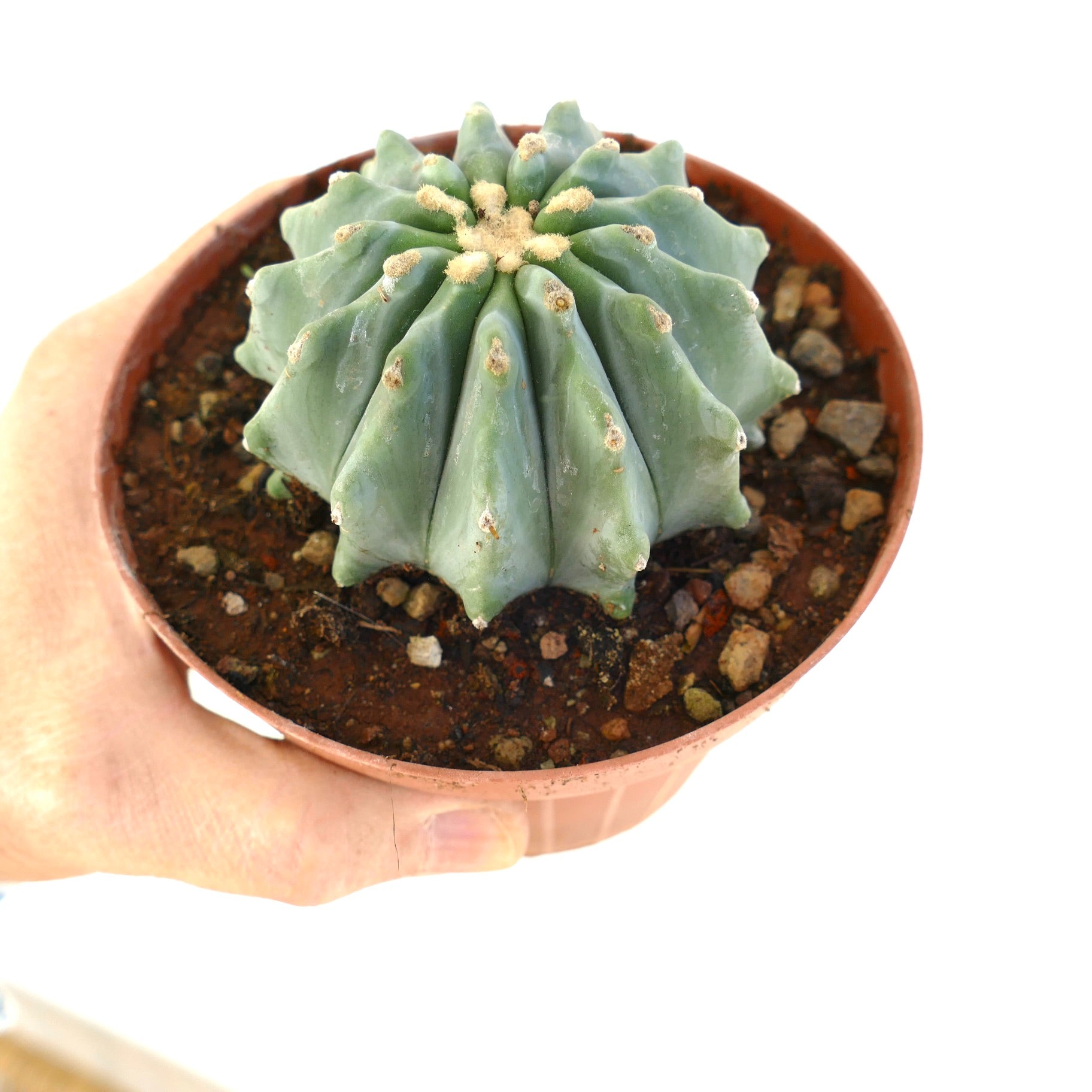 Ferocactus glaucescens cv URASAKI KY99 rare succulent cactus with blue-green ribs and woolly areoles