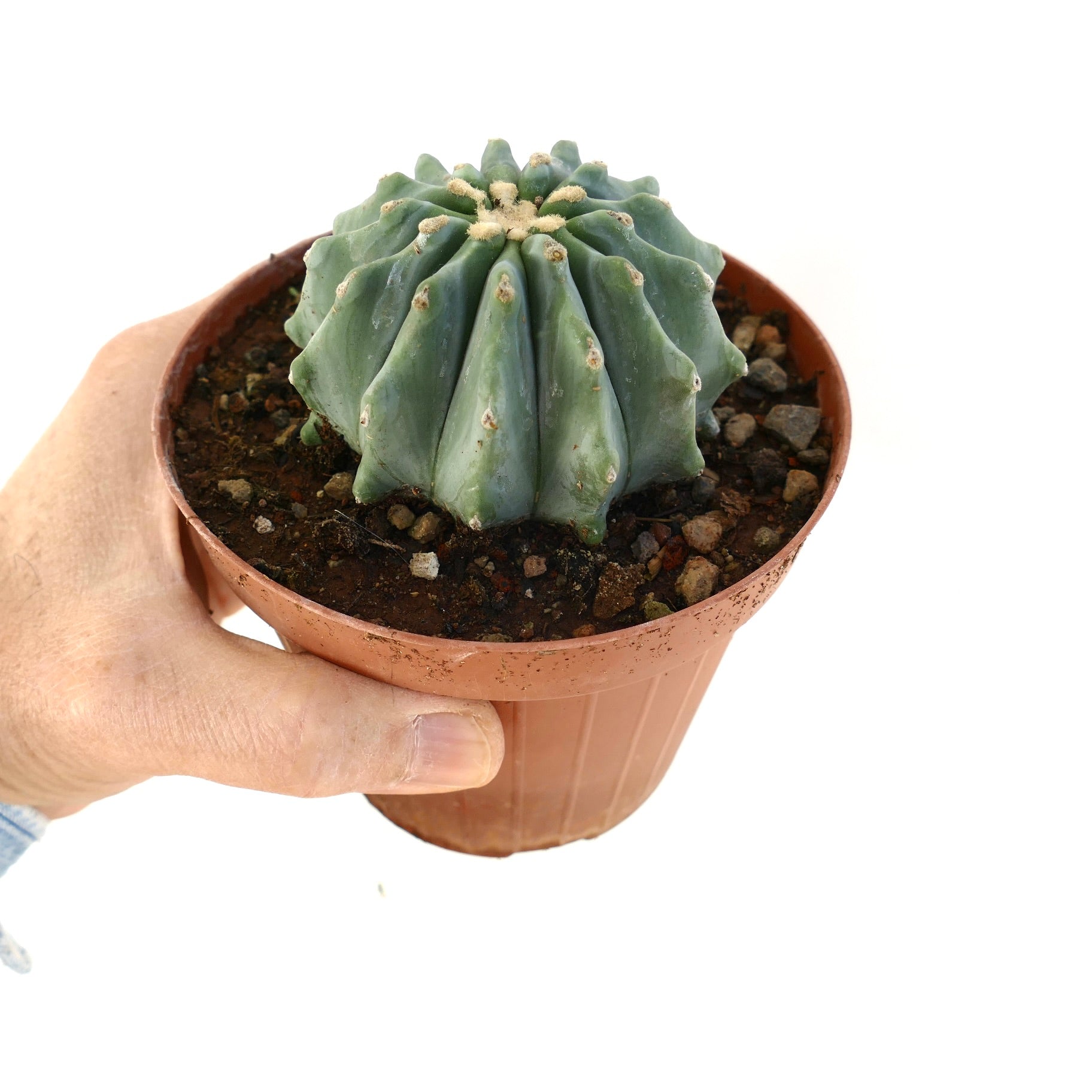 Ferocactus glaucescens cv URASAKI KY99 succulent cactus with ribbed blue-green body and small spines in pot