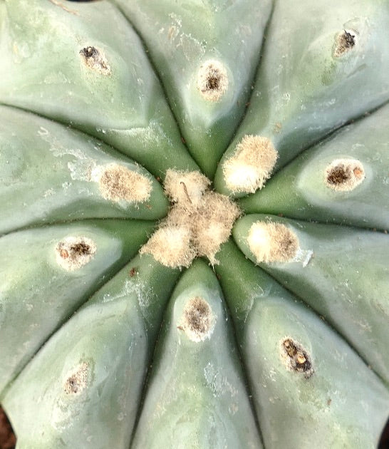 Ferocactus glaucescens succulent cactus avec des côtes épaisses et des aréoles laineuses en gros plan