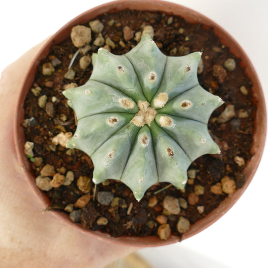 Ferocactus glaucescens succulent cactus with rounded ribs and woolly areoles in small pot