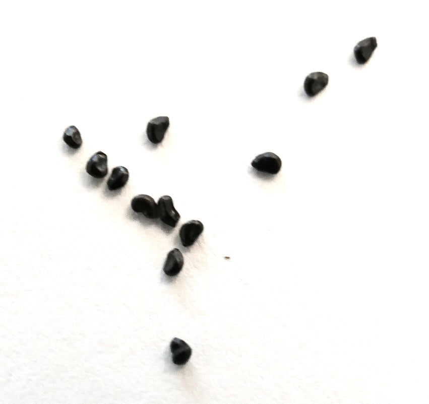 Ferocactus glaucescens cv URASAKI SEEDS