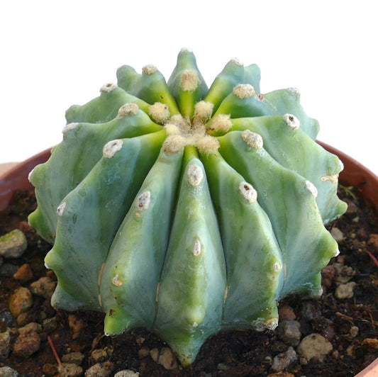 Ferocactus glaucescens succulent cactus with rounded ribs and woolly areoles in pot