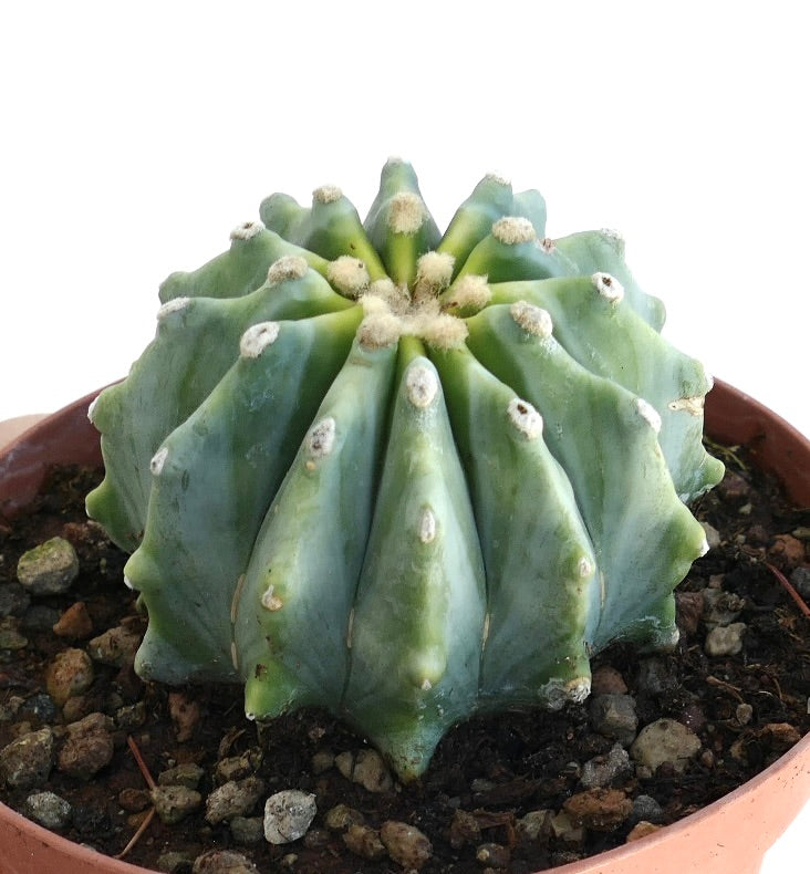 Ferocactus glaucescens cv URASAKI WM suculenta cactus con costillas gruesas azul verdosas y areolas lanudas