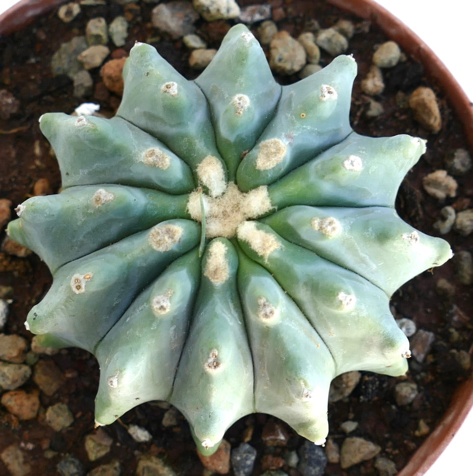 Ferocactus glaucescens rare succulent cactus with thick ribs and woolly areoles in pot