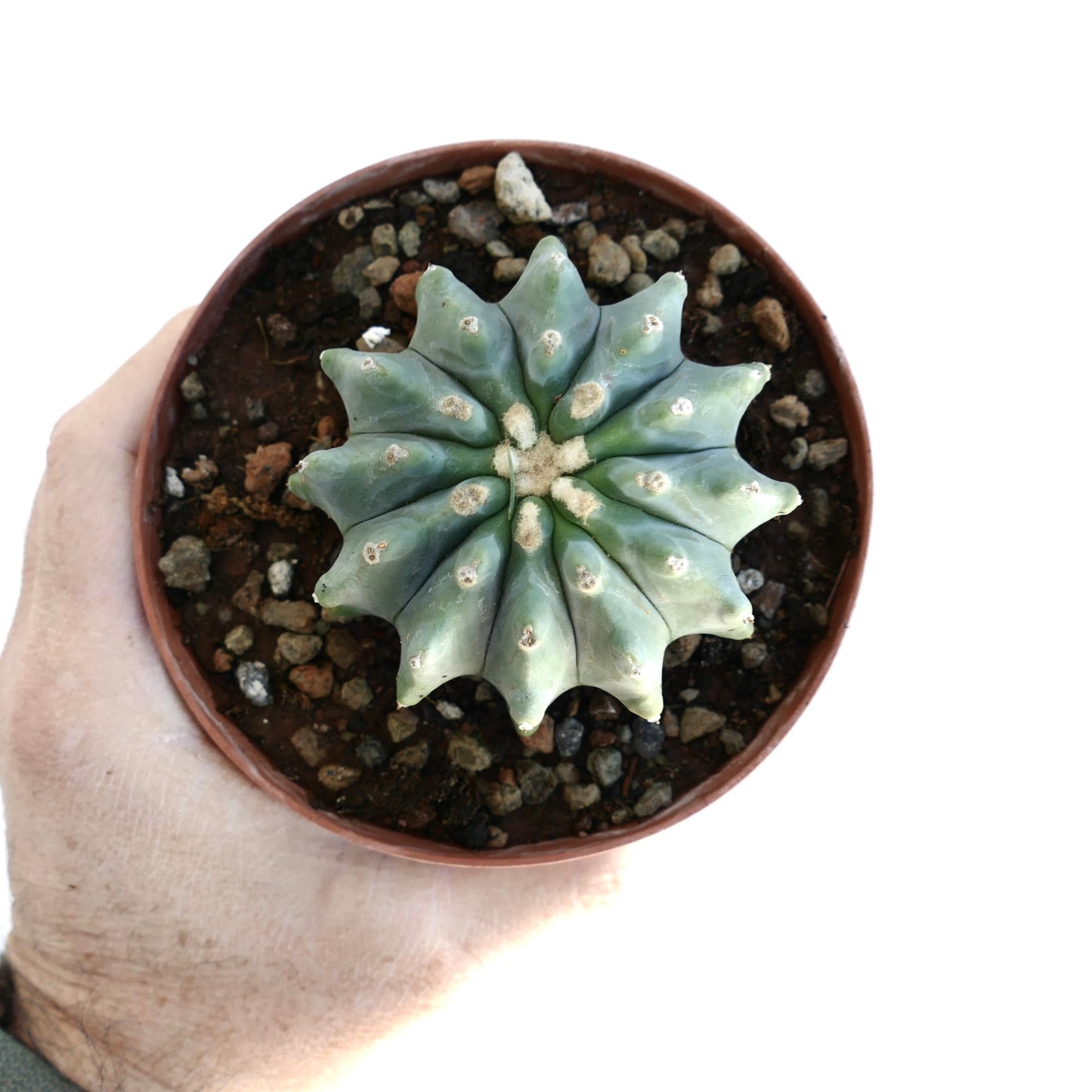Ferocactus glaucescens succulent cactus with rounded ribs and small white areoles in pot
